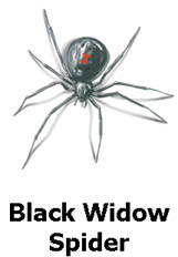 blackwidowspider