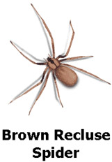 brownreclusespider