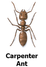 carpenterant