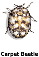 carpetbeetle