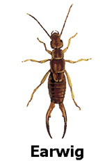 earwig