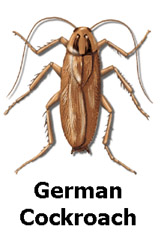 germancockroach