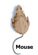 mouse