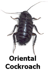 orientalcockroach