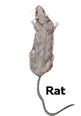 rat