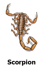 scorpion