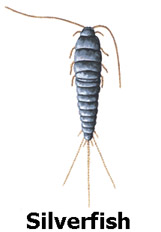 silverfish