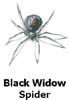 blackwidowspider