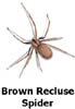 brownreclusespider