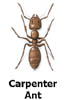 carpenterant