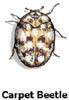 carpetbeetle