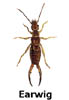 earwig