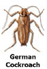germancockroach
