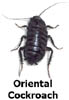 orientalcockroach