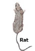 rat