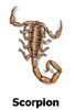 scorpion