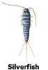 silverfish